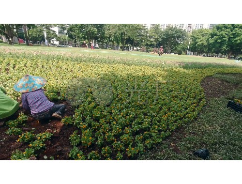 新疆城市绿化工程施工